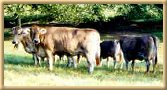 cows