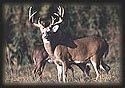 deer
