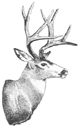 deer