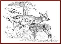 deer & fawn